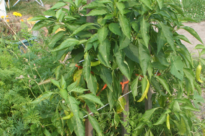 Sweet Banana Peppers