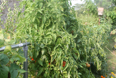 Tomato Plant