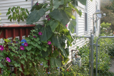 Morning Glories, Giant Sunflower and Cucumbers