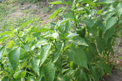 Green Bell Peppers