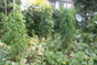 Tomato and Zucchini Plants